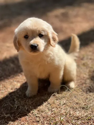 Golden Retriever dourado