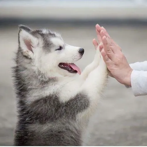 Filhotes de Husky Siberiano branco com cinza