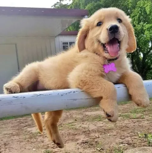Filhote de Golden Retriever, shopping Day