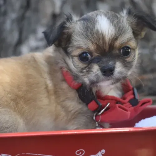Miniatura de amor: conheça nossos Chihuahua incríveis