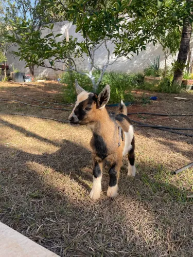 Mini Cabras filhotes - pet dócil e carinhoso