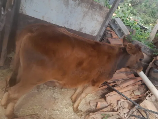 Vende bezerro  8 meses