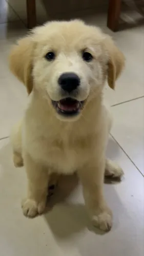 Golden retriever