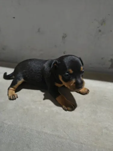 Filhote pinscher (macho)