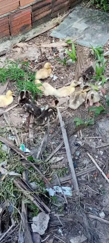 Patinhos pausandu com pato do mato