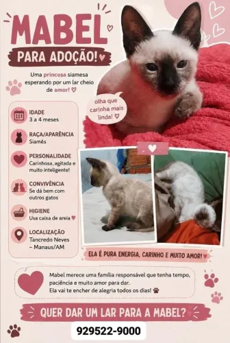 Gata fêmea siamesa