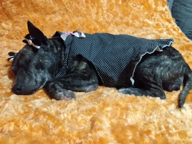 Feminha Castrada pra Adoção: Adulta Mestiça à Bull Terrier,/Bulldog