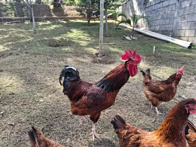 Galo Embrapa
