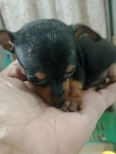 Vendo pinscher 00