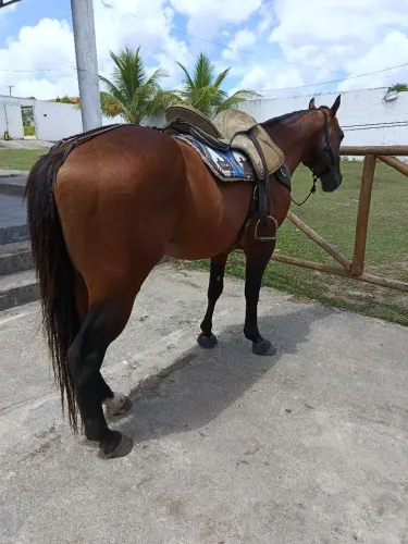 Cavalo de vaquejada 