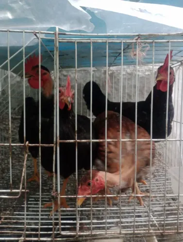 Galos e galinhas porte médio 