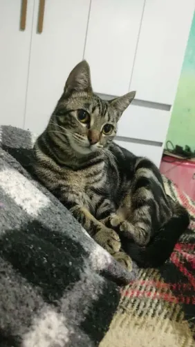 Doação de gata fêmea 