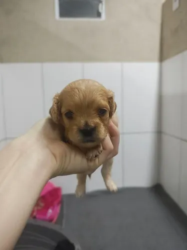 Linda filhote de Cavapoo fêmea cor Creme