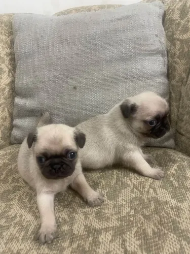 Filhote fêmea de Pug com pedigree