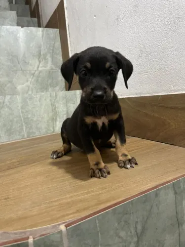 Cachorrinhos para Adoção 