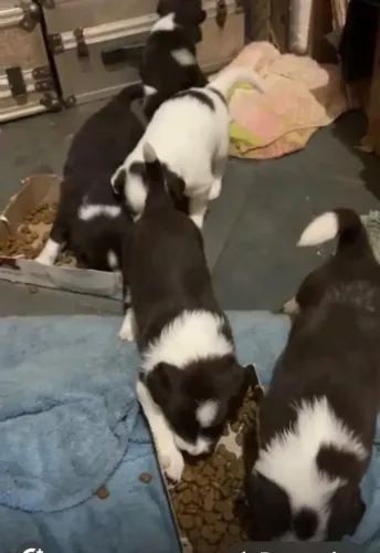 Border collie sereno
