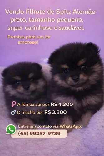 Vendo filhote Spitz alemão