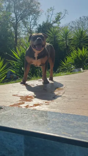 American bully pra cruza