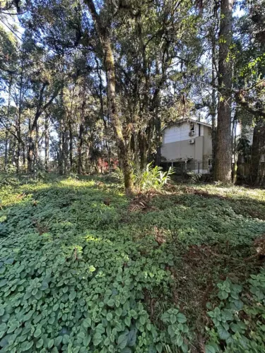 Terreno - Bairro Villa Suzana ( Canela )