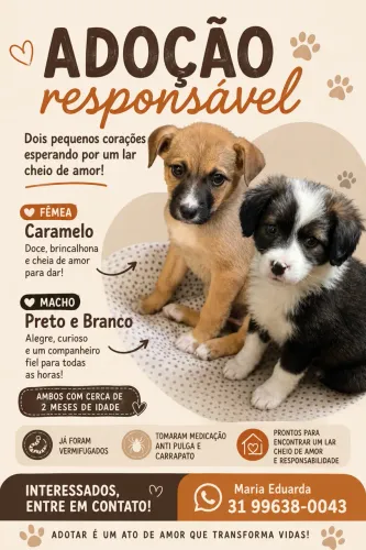 Filhote fêmea 2 meses doação