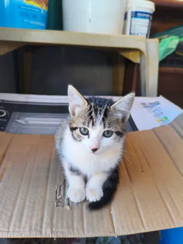 Gatinhos Para Doação