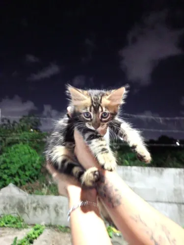 Doação responsável gatinho filhote 