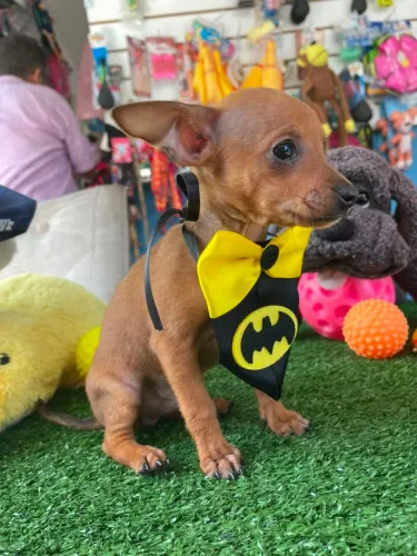 Pinscher macho dourado disponível
