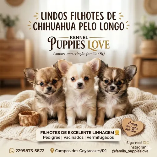 Chihuahua  Macho / fêmea 
