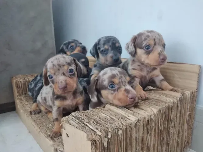 Dachshund ninhada disponivel