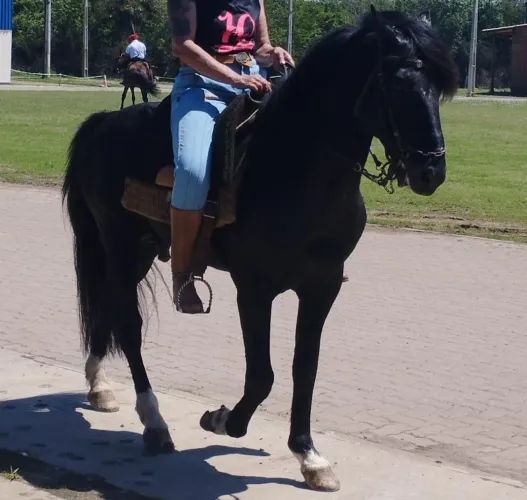 Cavalo Picasso 