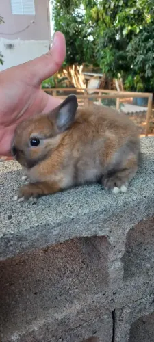 Mini coelho
