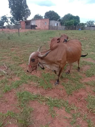 Vendo duas vacas leiteira e um bezerro
