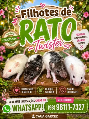 Filhotes de Rato Twister 