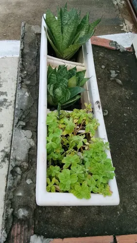 02 caqueiros com plantas