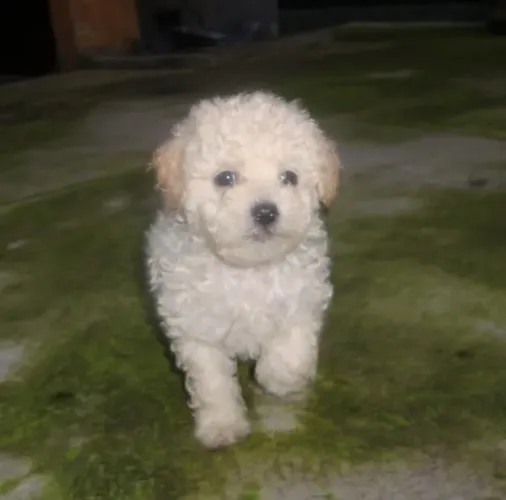 Conheça esse lindo poodle disponível agora