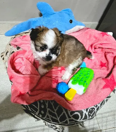 Filhote macho chiuhauha