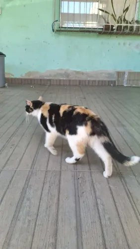 Doação de gatas