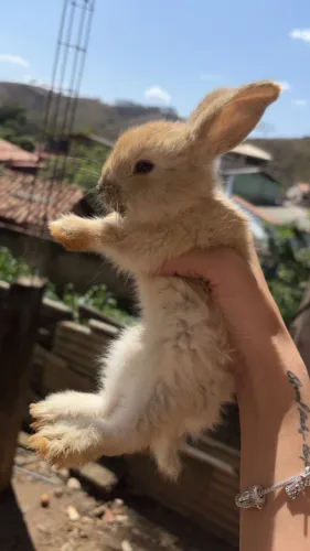 Coelhinho
