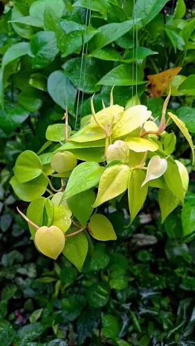 Mudas de Plantas: Philodendron Neon
