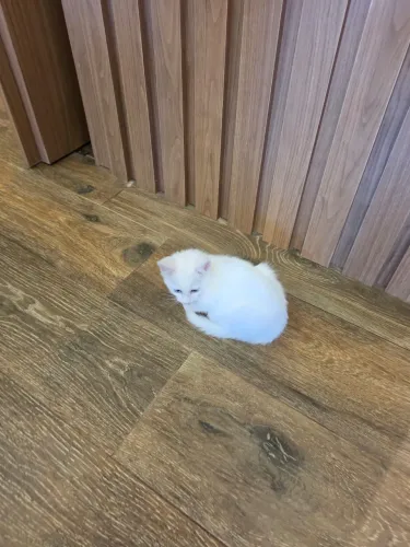 Gato Khao manee a venda 