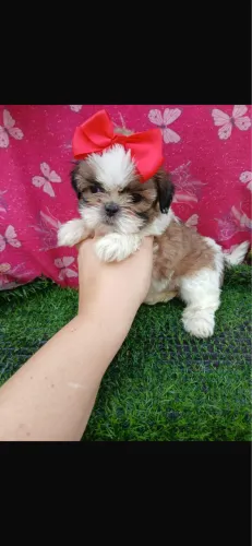 Shih-tzu com 62 dias vacinado com pedigree 
