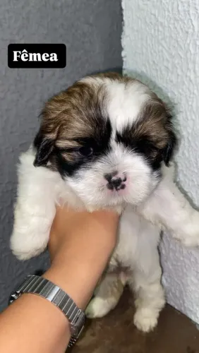 Vendo cachorro Shih Tzu