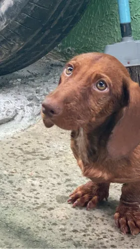 Vende-se cachorro salsicha 5 meses.
