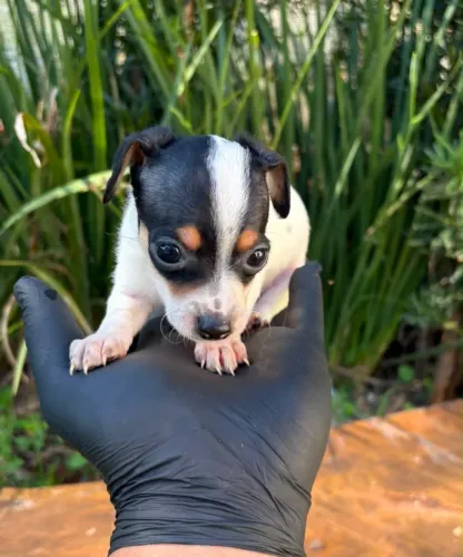 Menininho Pinscher Mini