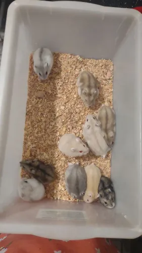 Filhotes de Hamster Anão Russo - Entrega 