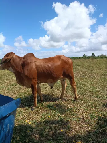 Vendo 04 garrotes para engorda criados à campo