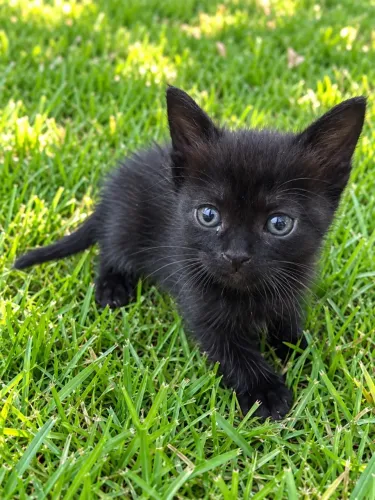Gatos disponíveis para adoção