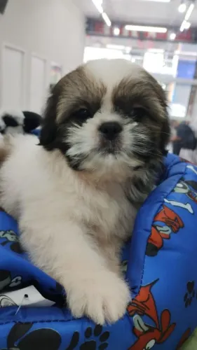 Shih Tzu: uma amizade verdadeira começa aqui