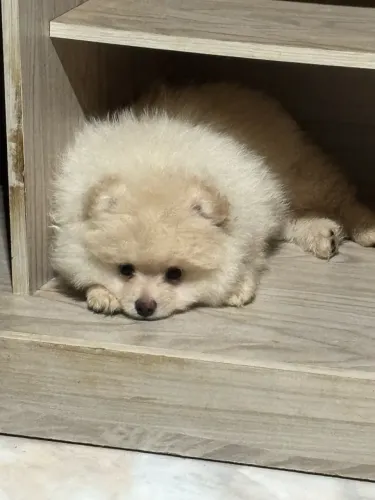 Spitz Alemão - Filhote Macho | 3 meses