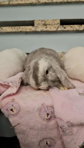 Coelho filhote de MINI lop Uruguaio ( os coelhos das orelhas caidas ) 